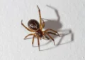 Scientists Discover Tiny New Spider That Hunts Prey 6x Its Size