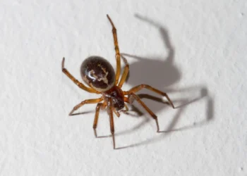 Scientists Discover Tiny New Spider That Hunts Prey 6x Its Size