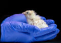 Firm hatches live chicks from artificial eggshell