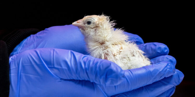 Firm hatches live chicks from artificial eggshell