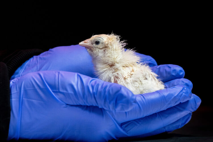 This undated photo provided by Colossal Biosciences shows a chick hatched from an artificial environment. (Colossal Biosciences via AP)
