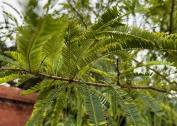 India’s first green methanol plant to turn Kutch’s most invasive weed into marine fuel