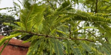 India’s first green methanol plant to turn Kutch’s most invasive weed into marine fuel
