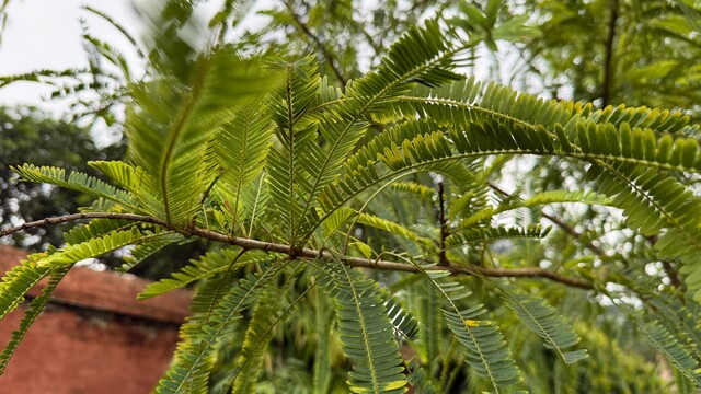 India’s first green methanol plant to turn Kutch’s most invasive weed into marine fuel