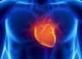 Scientists identify simple supplement that can reverse heart disease