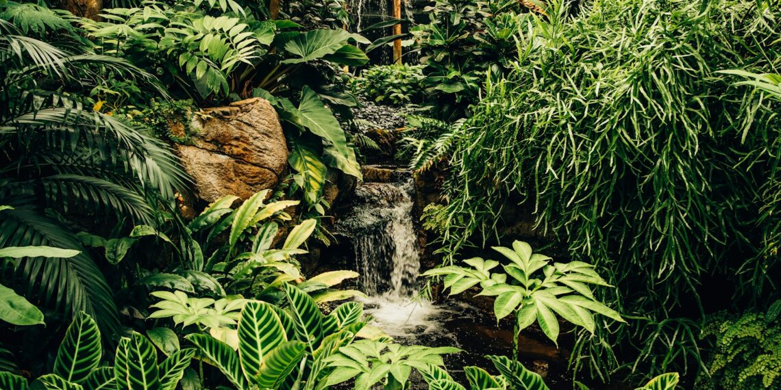 Tropical rainforest loss drops by 36% in 2025, data shows