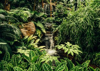 Tropical rainforest loss drops by 36% in 2025, data shows