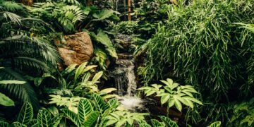 Tropical rainforest loss drops by 36% in 2025, data shows