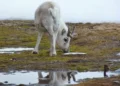 AI Mapping Reveals Hidden Stage Of Arctic Freeze With Climate Implications