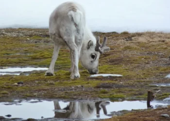 AI Mapping Reveals Hidden Stage Of Arctic Freeze With Climate Implications