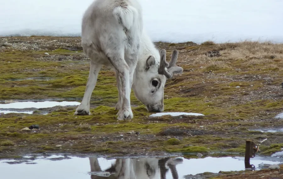 AI Mapping Reveals Hidden Stage Of Arctic Freeze With Climate Implications