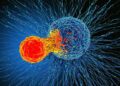 Cancer cells use sugar shield to hide from immune system, study finds