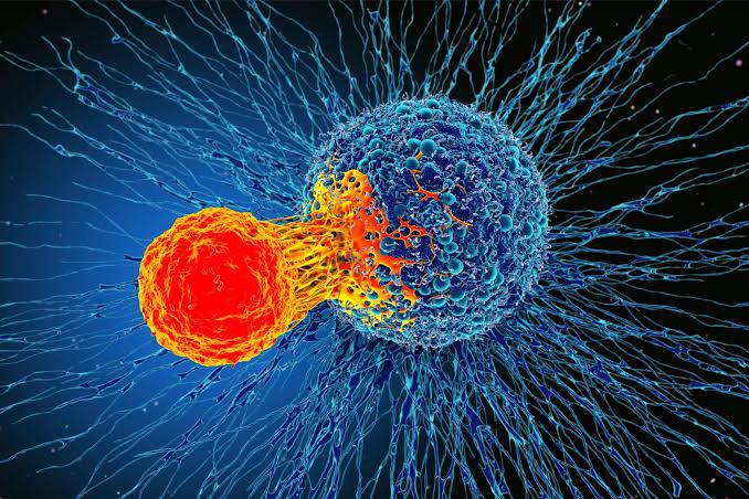 Cancer cells use sugar shield to hide from immune system, study finds
