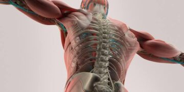 New research recommends better movement for bone health