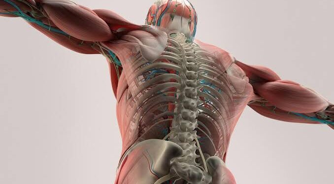 New research recommends better movement for bone health