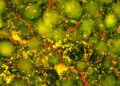 Study finds new stroke treatment with injectable biomaterial